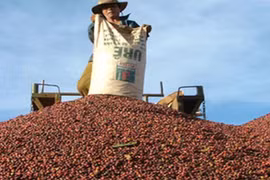 Gia Lai: Kim ngạch xuất khẩu một số mặt hàng chủ lực giảm mạnh