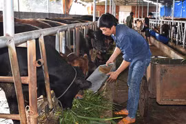 Nuôi bò lai tại huyện Ia Grai cho thu nhập khá