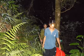 Săn loài ong kịch độc: Ăn lộc rừng vẫn phải cầm chừng