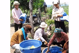 Nguy cơ bùng phát bệnh sốt rét ở Ia Pa