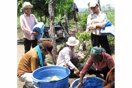 Nguy cơ bùng phát bệnh sốt rét ở Ia Pa
