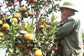 Kbang: Chọn 10 sản phẩm tham gia Chương trình OCOP