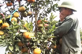 Kbang: Chọn 10 sản phẩm tham gia Chương trình OCOP