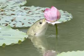 Độc đáo có "1-0-2" cảnh cá chép ăn hoa sen