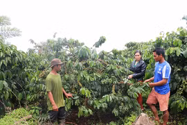 Nông dân Glar gây quỹ phục vụ cộng đồng