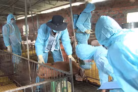 Kon Tum: Dịch tả lợn châu Phi tái phát, 200 con heo bị tiêu hủy