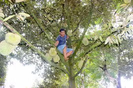 Biệt đội 'gõ' sầu riêng