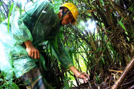 Đắk Lắk: Cơ cực nghề vào rừng sâu săn măng rừng ở Buôn Đôn