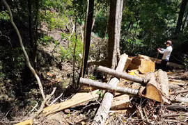 Kbang: Điều tra vụ 2 cây gỗ hương ngã đổ