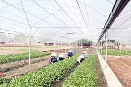 Gia Lai: Hỗ trợ sản xuất theo tiêu chuẩn VietGAP