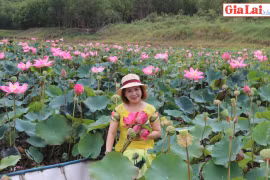 Ngắm sen hồng giữa phố thị An Khê