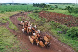 Đời mục đồng