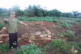 Gậy le "đả hổ"