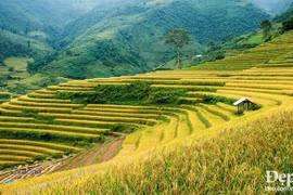 Khám phá ruộng bậc thang Mù Cang Chải và lễ hội văn hóa Mường Lò