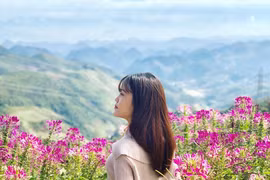 Đồi hoa tím biếc tựa trời Âu thu hút giới trẻ Việt check-in
