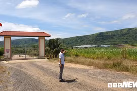 Lãnh đạo tỉnh Đắk Lắk 'né' trả lời dự án chăn nuôi bò sai phạm?