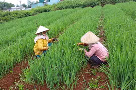 Định hình vùng chuyên canh rau và hoa tại Trà Đa