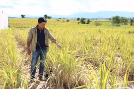 Kỳ 2: Hàng ngàn héc ta cây trồng có nguy cơ thất thu