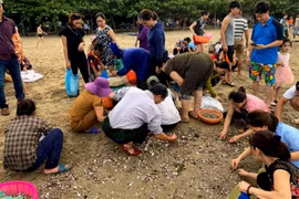 Người dân ào ra biển Cửa Lò vớt 'lộc trời' sau bão số 4