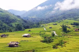 Mùa lúa chín Nậm Hò