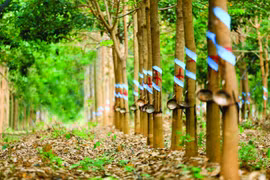 HAGL Agrico chuyển nhượng công ty cao su 11 năm tuổi cho Thadi