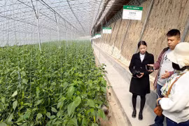 Thận trọng với tour học tập nông nghiệp nước ngoài