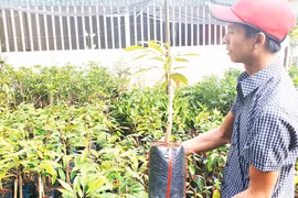"Canh bạc" sầu riêng Musang King