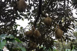 Hướng tới sản xuất bền vững đối với cây sầu riêng ở Đắk Lắk