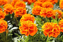 Lợi ích tuyệt vời của trà cúc vạn thọ