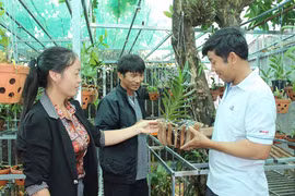 Tổ chăm sóc hoa phong lan: Mô hình sáng tạo