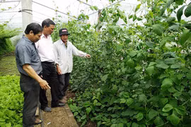 Nông dân Phú Thiện thi đua sản xuất kinh doanh giỏi