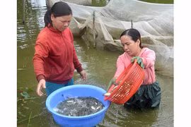 Lãi "khủng" nhờ nuôi cá nước ngọt