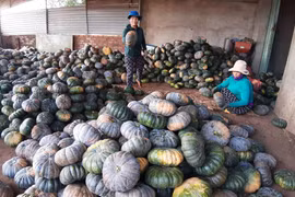 Chư Pưh: Mất mùa bí đỏ