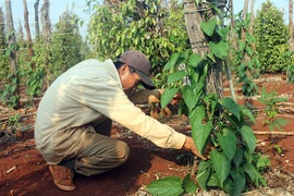 "Vỡ mộng" làm giàu từ cây lạ sachi, giá rớt thảm còn 15.000 đồng/kg