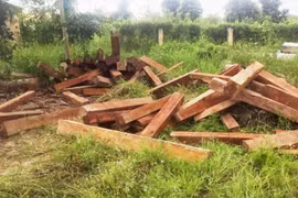 Gia Lai: Bị phát hiện, lâm tặc bỏ 94 lóng gỗ thoát thân