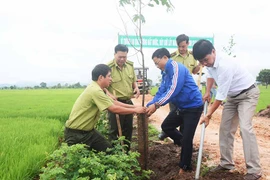 Quỹ Bảo vệ và Phát triển rừng tỉnh Gia Lai: Quan tâm hỗ trợ trồng cây phân tán