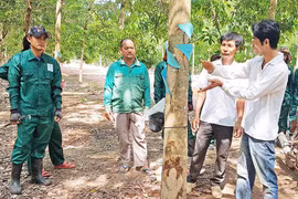 Dự án của Công ty Cao su Chư Pah tại Campuchia: Hiệu quả thiết thực