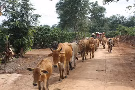 Kinh nghiệm xây dựng nông thôn mới ở thôn 1, xã Ia Hrung