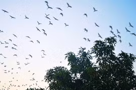 Ngắm cánh cò xuân nơi phố thị