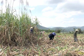 Khu vực phía Đông tỉnh Gia Lai "khát" nhân công thu hoạch mía