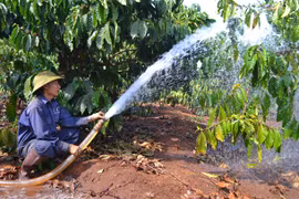 Gia Lai tranh thủ các nguồn nước tưới cho cây cà phê