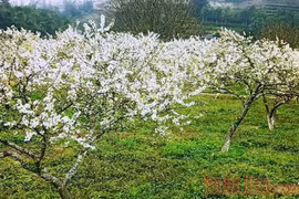 Mùa hoa mận trên cao nguyên trắng Bắc Hà