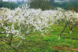 Mùa hoa mận trên cao nguyên trắng Bắc Hà
