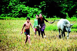 Chúa tể đồng xanh