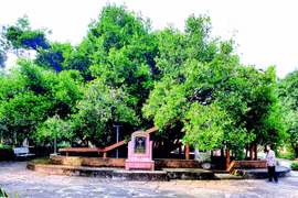 Ngày Xuân thăm "thần mai" 300 tuổi