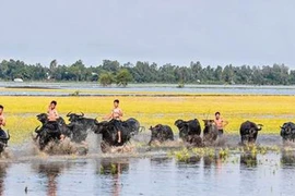 Trâu ơi, trâu à