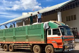 Cục Hải quan Gia Lai-Kon Tum hỗ trợ doanh nghiệp xuất nhập khẩu trong mùa dịch