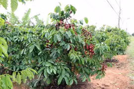 Thị trường nông sản tuần qua: Giá càphê, tiêu tăng mạnh