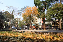Hà Nội đẹp nên thơ mùa cây thay lá