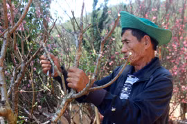 Chăm sóc đào sau tết